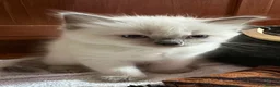 Ragdoll cats for sale: Gorgeous Ragdoll Kittens  - Advert 10