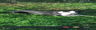 Border Collie 1