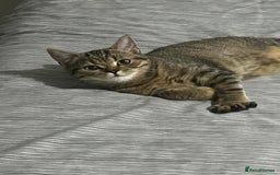 Scottish Fold cats for sale: Scottish fold tabby  - Image 1