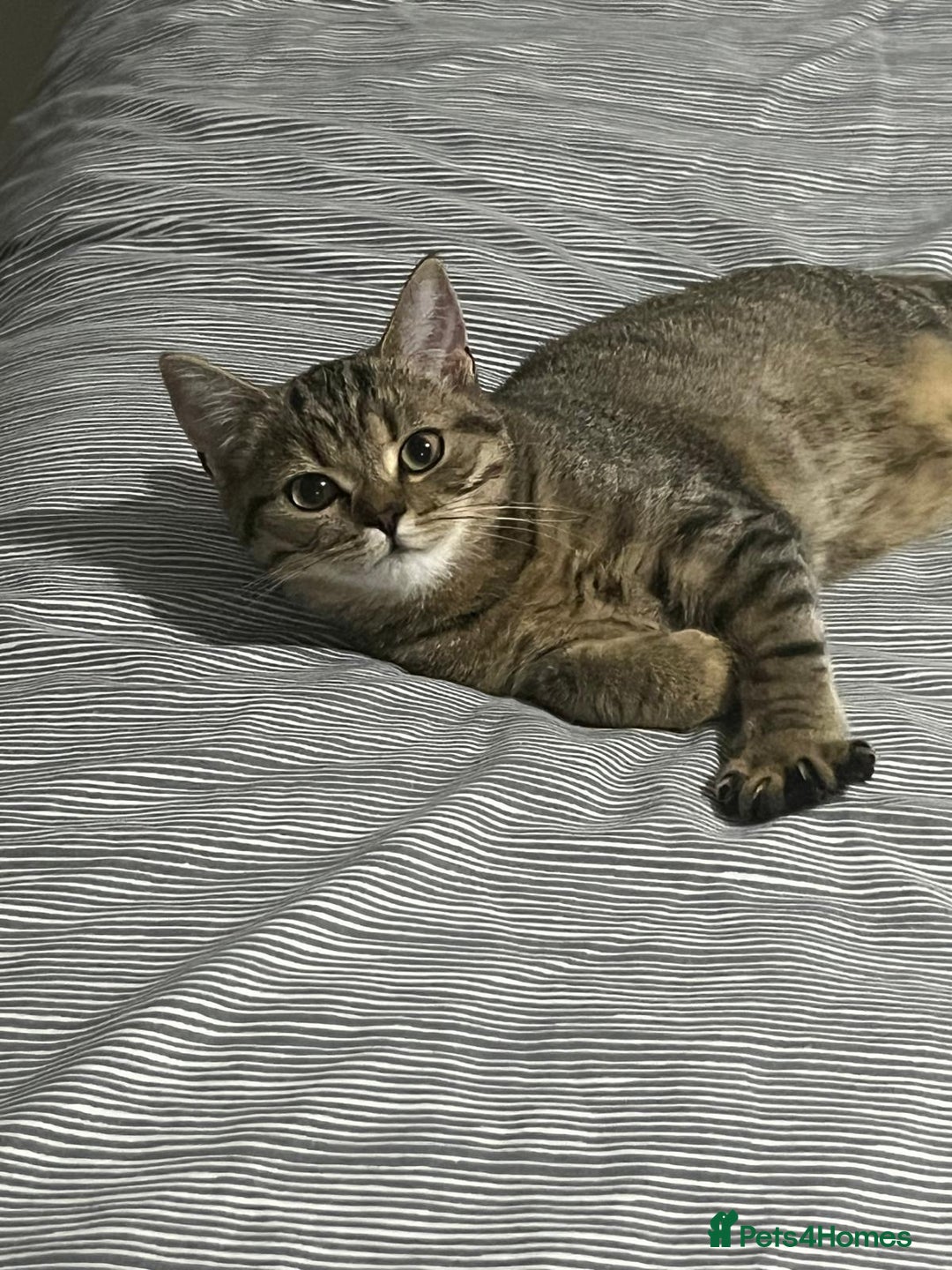 Scottish Fold cats for sale: Scottish fold tabby  - Image 1