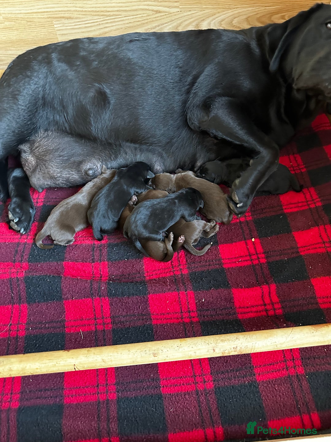 Labrador Retriever dogs for sale: Stunning Labrador Puppies K.C. Reg - Image 4