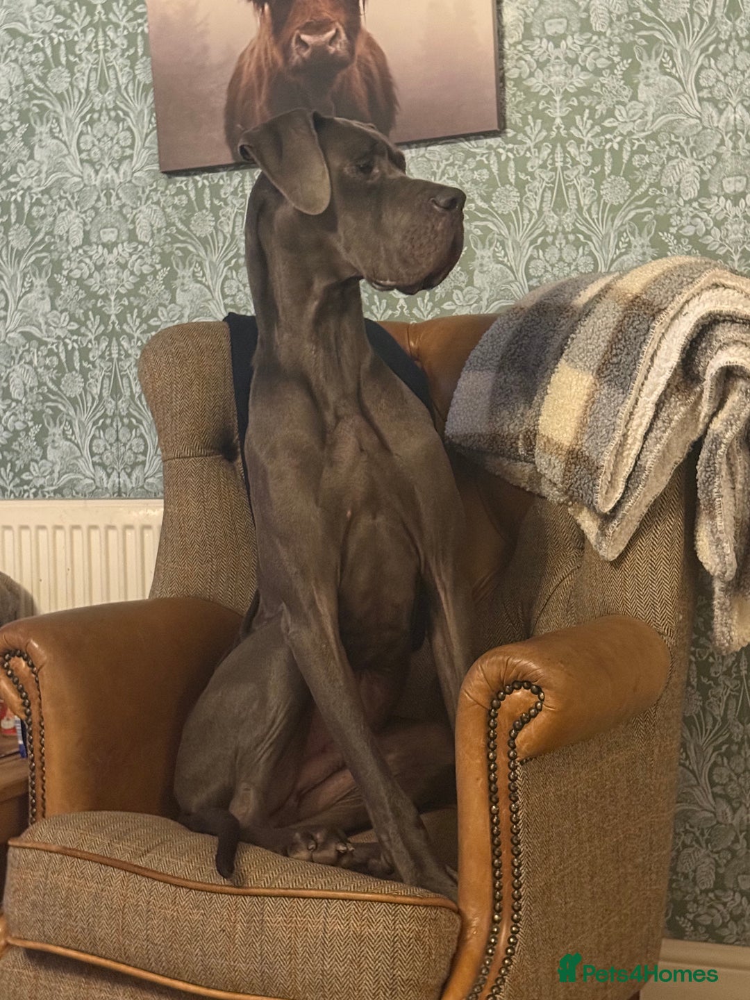 Great Dane dogs for sale: 2yr old great dane  - Advert 3