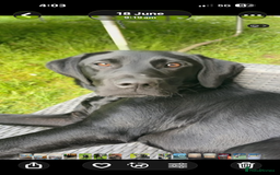 Labrador Retriever dogs for sale: Mum and son need to be rehomed hopefully together - Advert 1