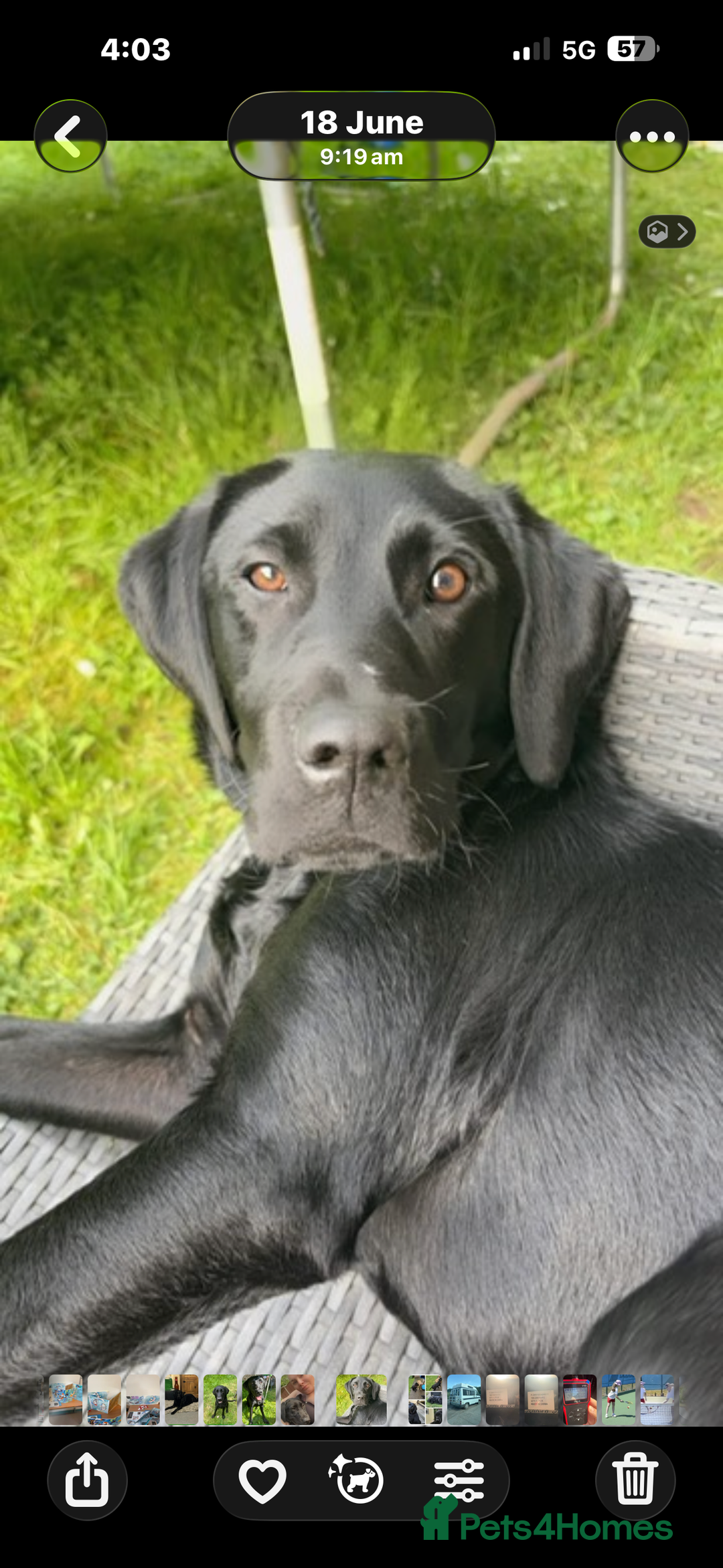 Labrador Retriever dogs for sale: Mum and son need to be rehomed hopefully together - Advert 1