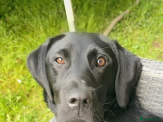 Labrador Retriever dogs for sale: Mum and son need to be rehomed hopefully together - Advert 1