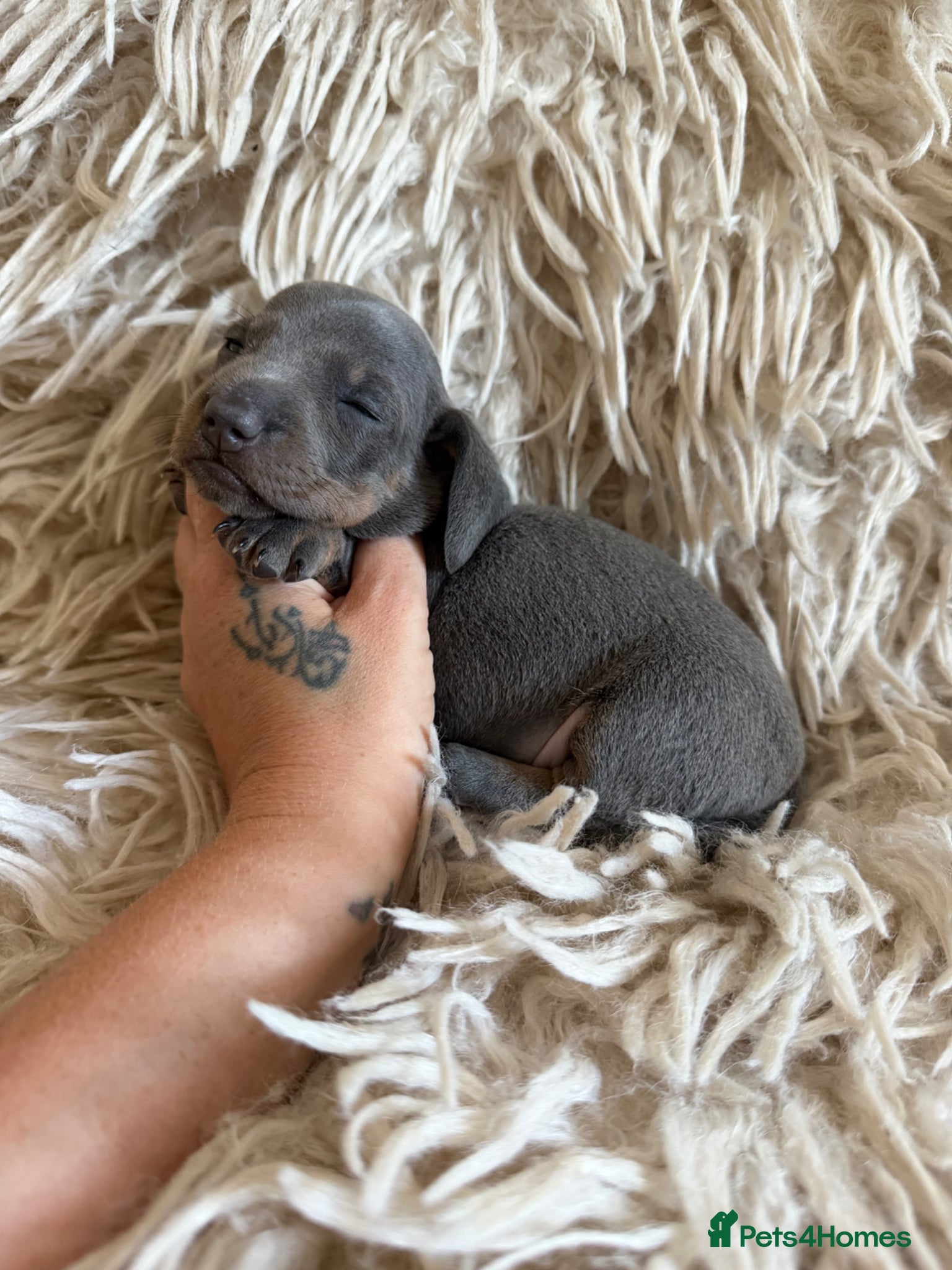 Miniature Dachshund dogs Beautiful KC Registered Miniature Dachshund Pups  - Advert 2