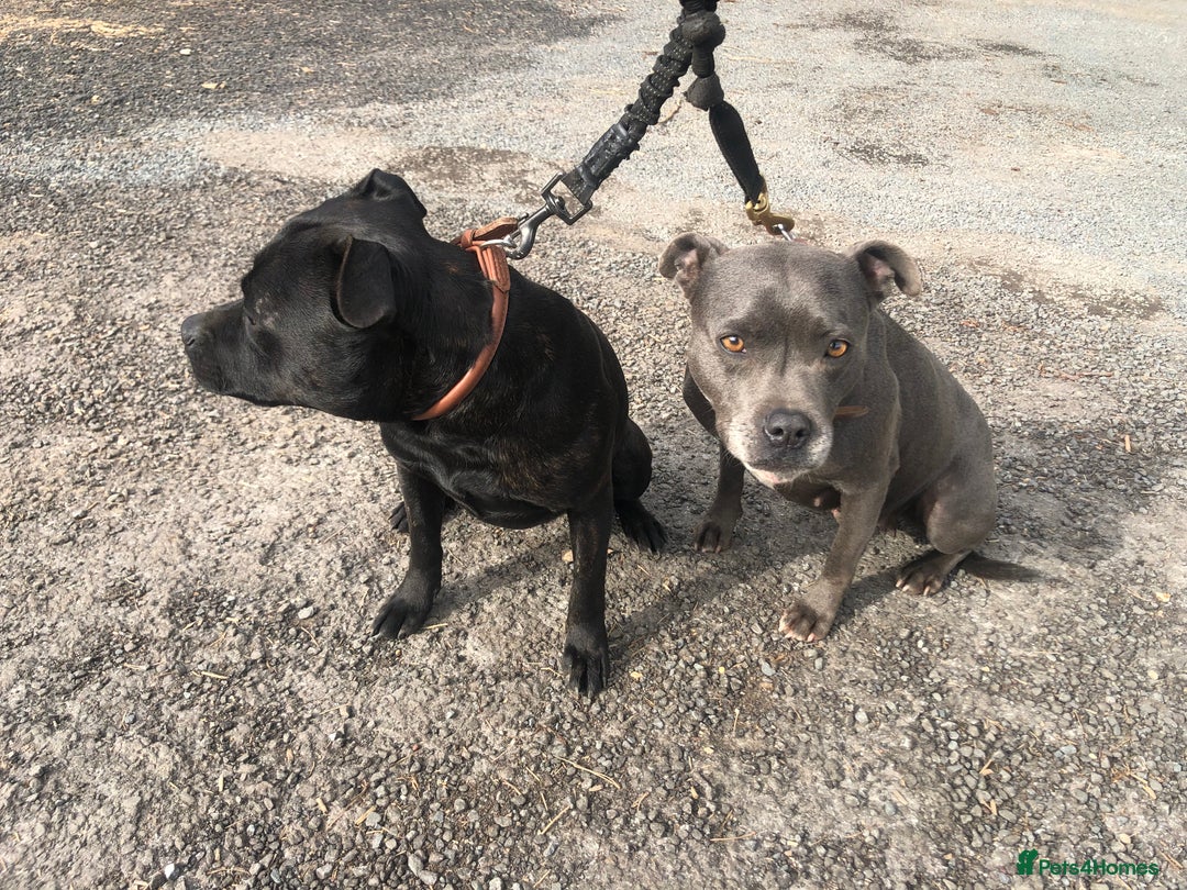 Staffordshire Bull Terrier dogs for sale: Six stunning Staffordshire bull terrier pups  - Image 6