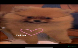 Pomeranian dogs for sale: Pomeranian Puppies for Sale - Image 3