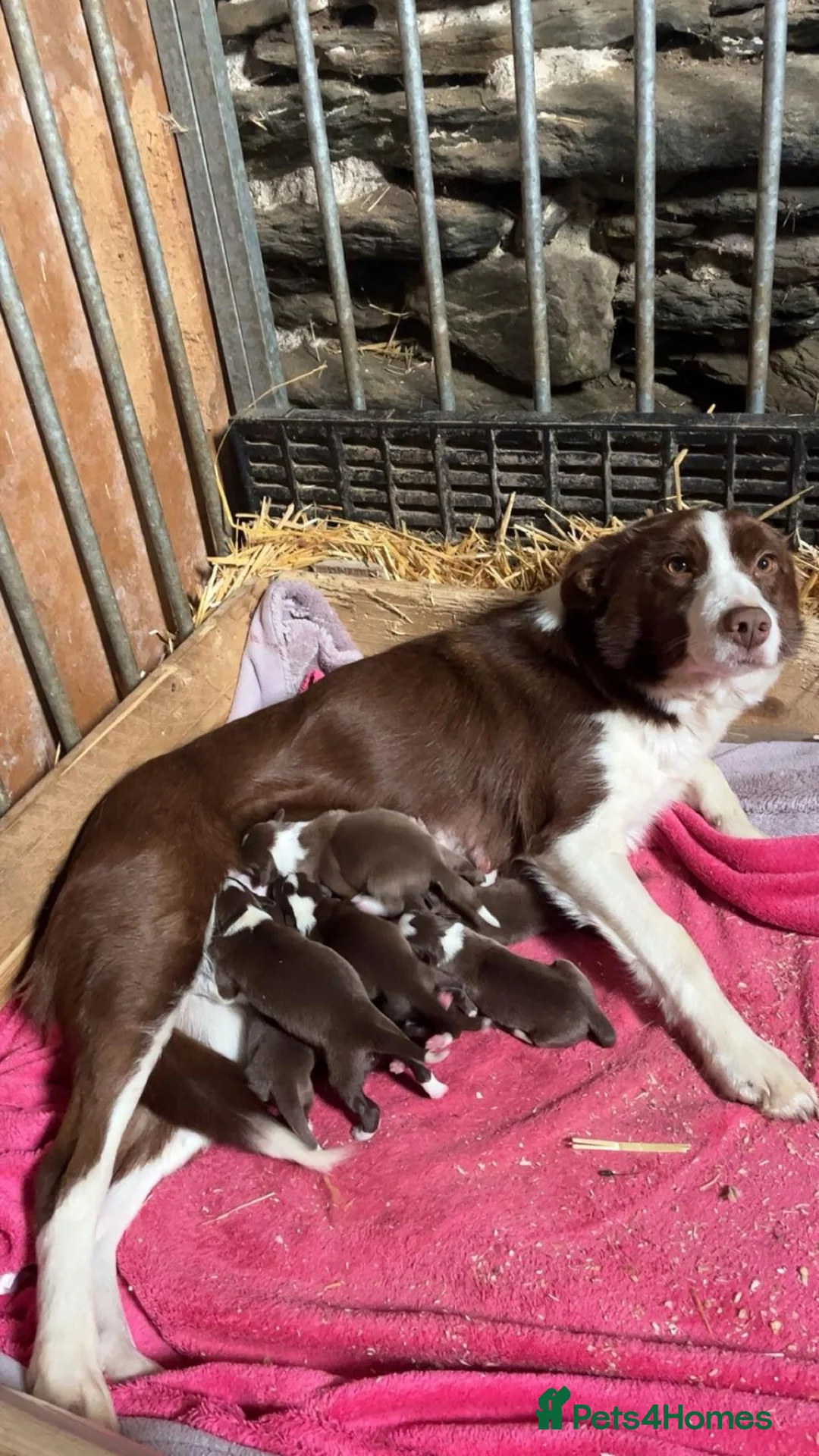 Border Collie dogs for sale: ISDS Registered Male Red Border Collie in Bala - Advert 2