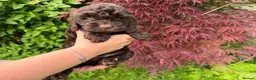 Cockapoo dogs for sale: 3 GIRLS LEFT ,VET CHECKED & READY FOR NEW HOMES 🩷 - Advert 22