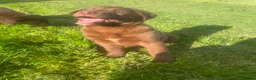 Mixed Breed dogs for sale: Chunky Chocolate Labrador Cross Sheepdog pups in Lampeter - Advert 12