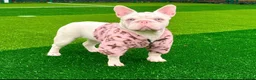 French Bulldog dogs for sale: VISUAL PINK PLATNIUM MERLE FEMALE PUPPIES - Advert 2