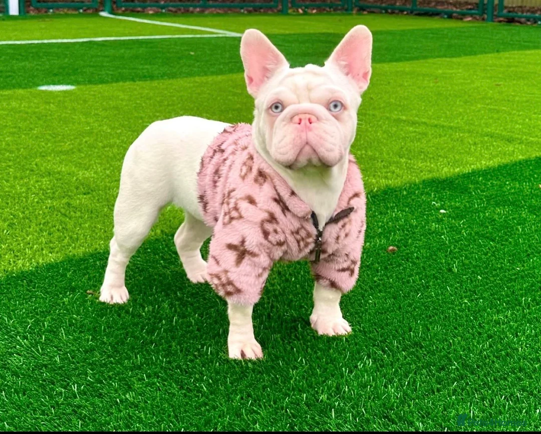 French Bulldog dogs for sale: VISUAL PINK PLATNIUM MERLE FEMALE PUPPIES - Advert 2