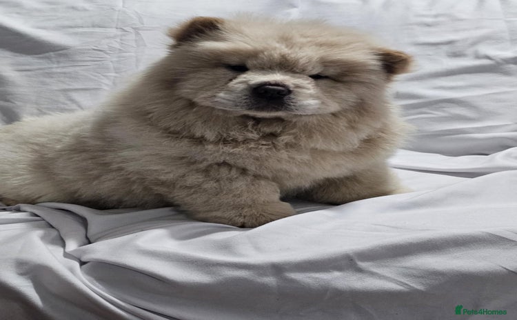 Chow Chow dogs - Advert 2
