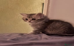 Perdoll cats for sale: Beautiful Perdoll Babies - Image 2