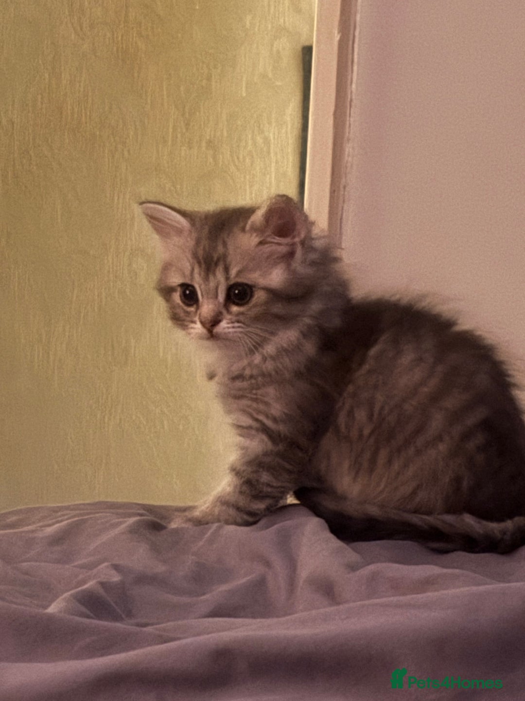 Perdoll cats for sale: Beautiful Perdoll Babies - Image 2