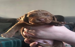 Cocker Spaniel dogs for sale: Cocker spaniel puppies  - Advert 6