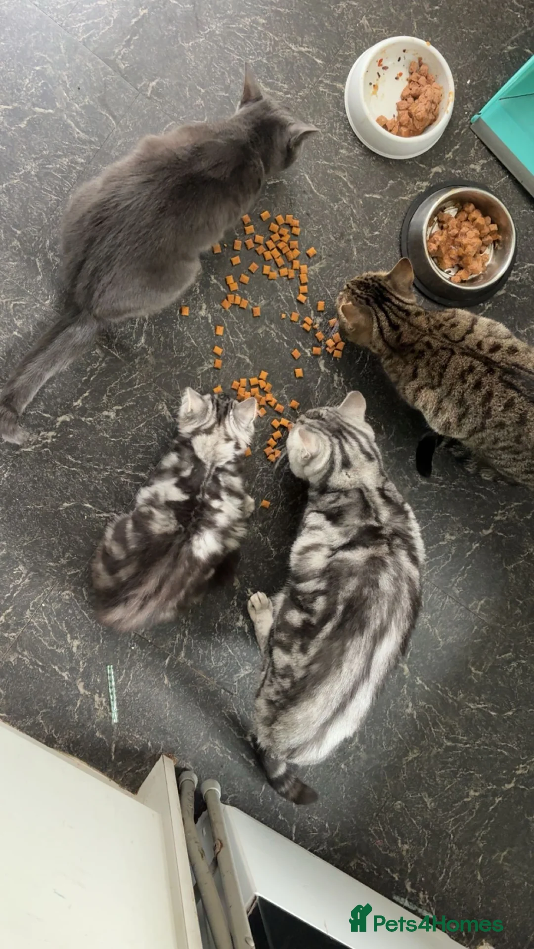 British Shorthair cats for sale: Russian blue X Silver tabby BSH kitten for sale - Advert 2