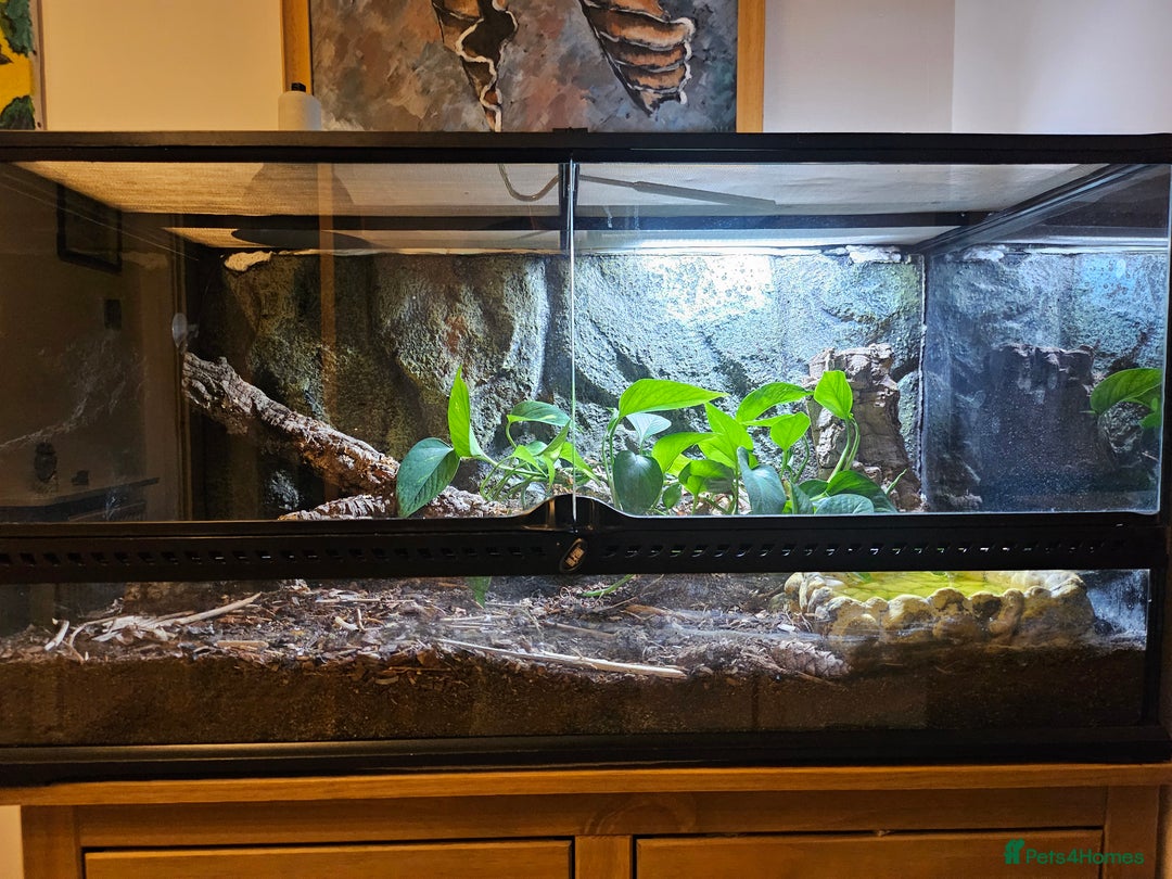 Corn Snake reptiles for sale: Young Male Corn Snake plus setup  - Advert 5