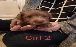 Norfolk Terrier dogs for sale: Norfolk Terrier Puppies  - Image 5