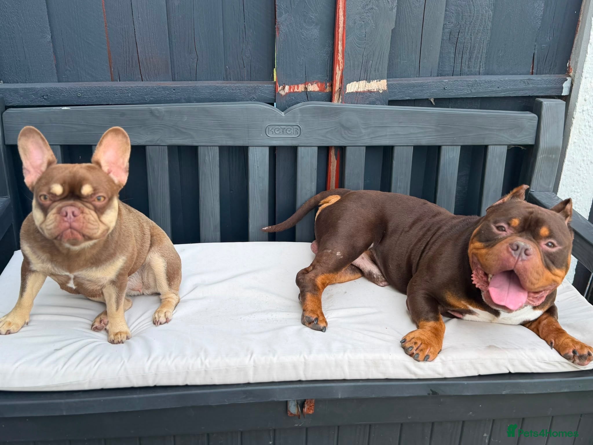 French Bulldog dogs Gypsy our frenchy - Advert 15