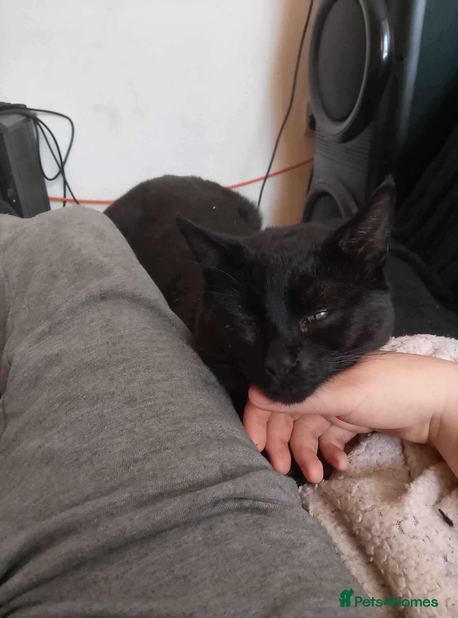 Bombay cats Beautiful 3 year old Bombay male (reduced) - Advert 3