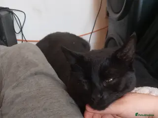 Bombay cats Beautiful 3 year old Bombay male (reduced) - Advert 3