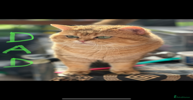 British Shorthair cats - Advert 8