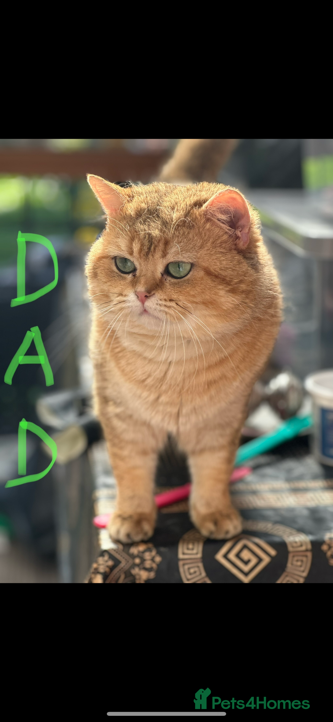 British Shorthair cats for stud: Handsome Leo  - Image 2