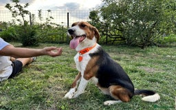 Mixed Breed dogs for sale: ❤️ ADOPT TIGER LILI–PERFECTION WRAPPED IN FUR 🐾❤️ - Image 2
