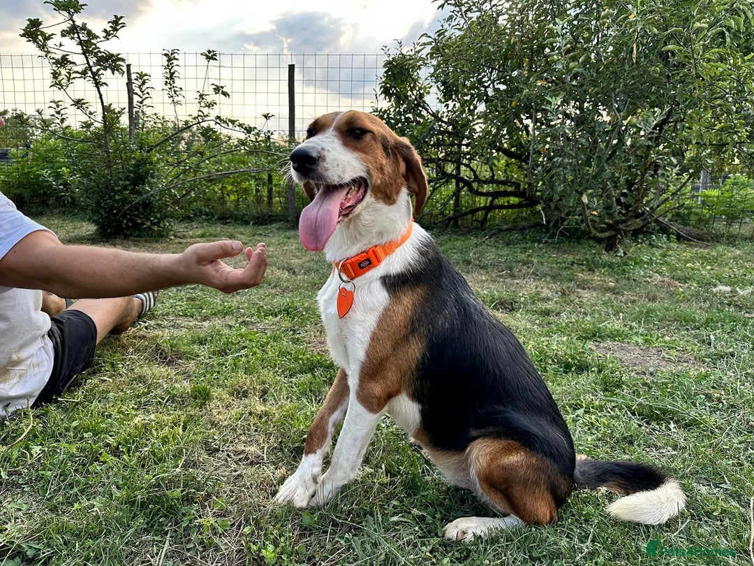 Mixed Breed dogs for sale: ❤️ ADOPT TIGER LILI–PERFECTION WRAPPED IN FUR 🐾❤️ - Image 2