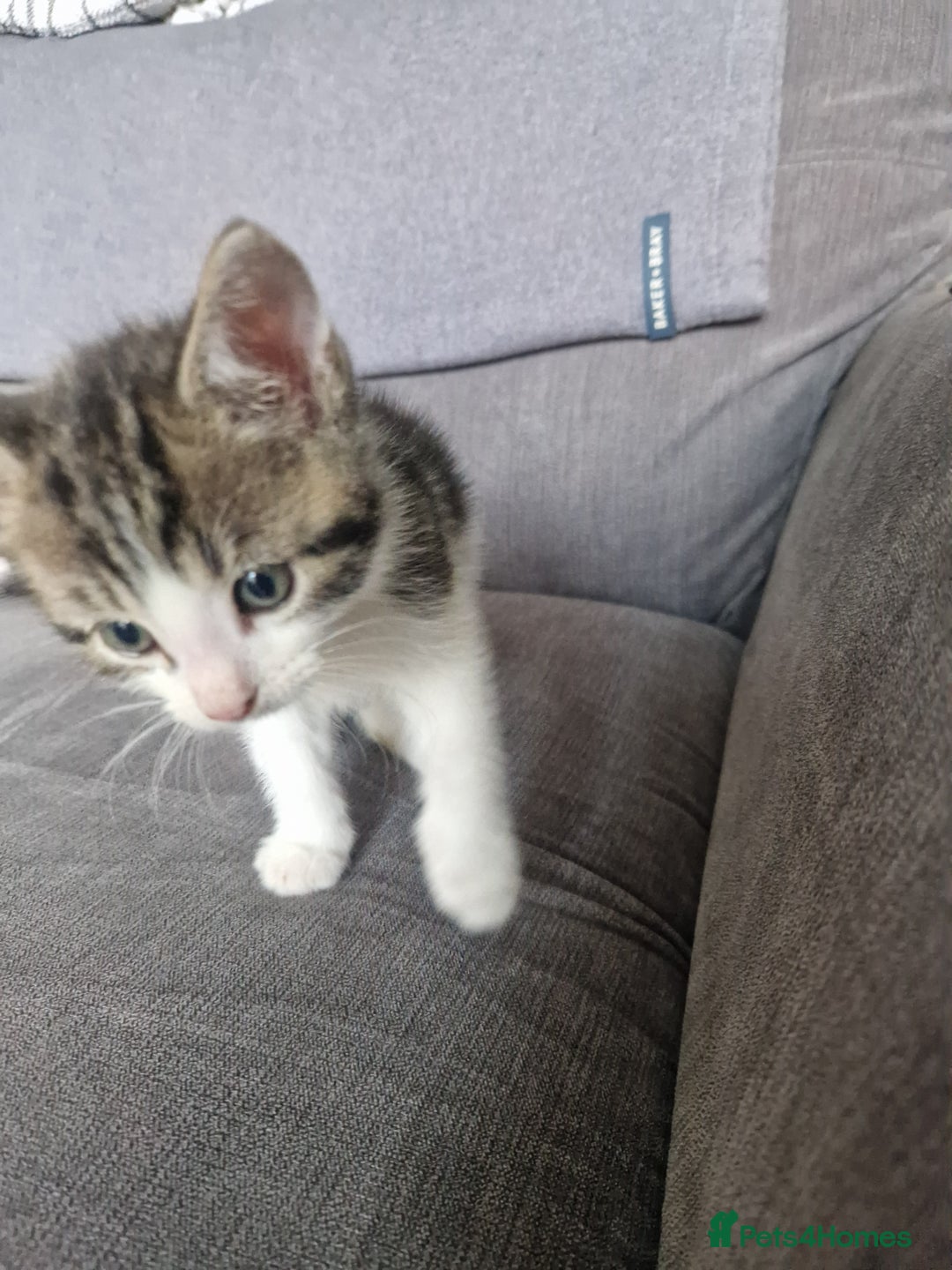 British Shorthair cats for sale: Six Gorgeous Kittens Available From Next Week - Image 13