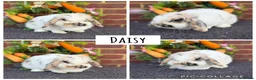 Mini Lop rabbits for sale: Pure bred mini lops  - Advert 4