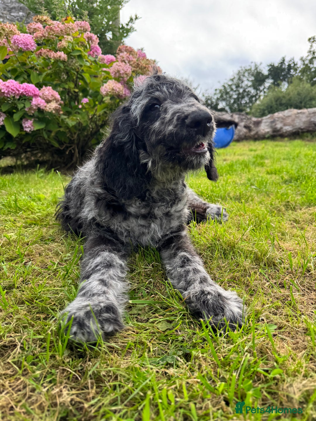 Goldendoodle dogs for sale:  F1b golden doodle puppies ready to go.  in Llandeilo - Image 28