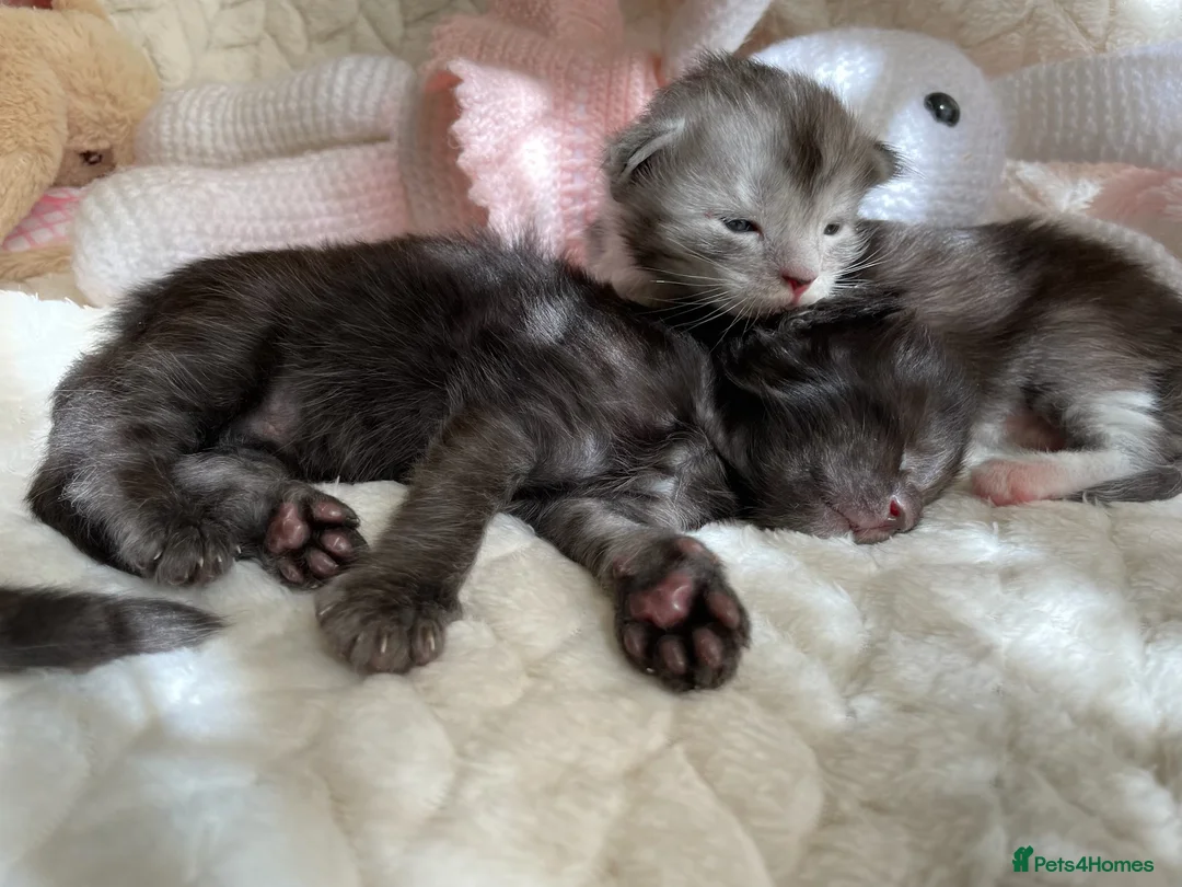 Maine Coon cats for sale: Beautiful Maine Coon kittens - Advert 40