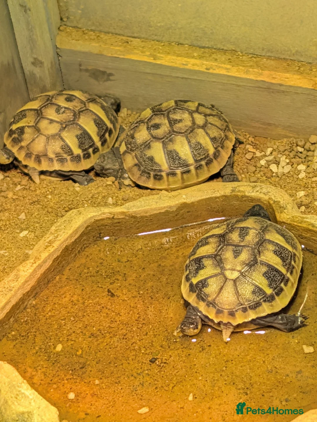 Hermann Tortoise reptiles for sale: Baby Hermann's tortoise hatchlings  in Amersham - Advert 4