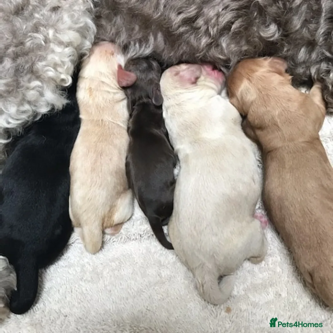 Cockapoo dogs for stud: Cockapoo Stud Dog (PROVEN) in Maidstone - Advert 9