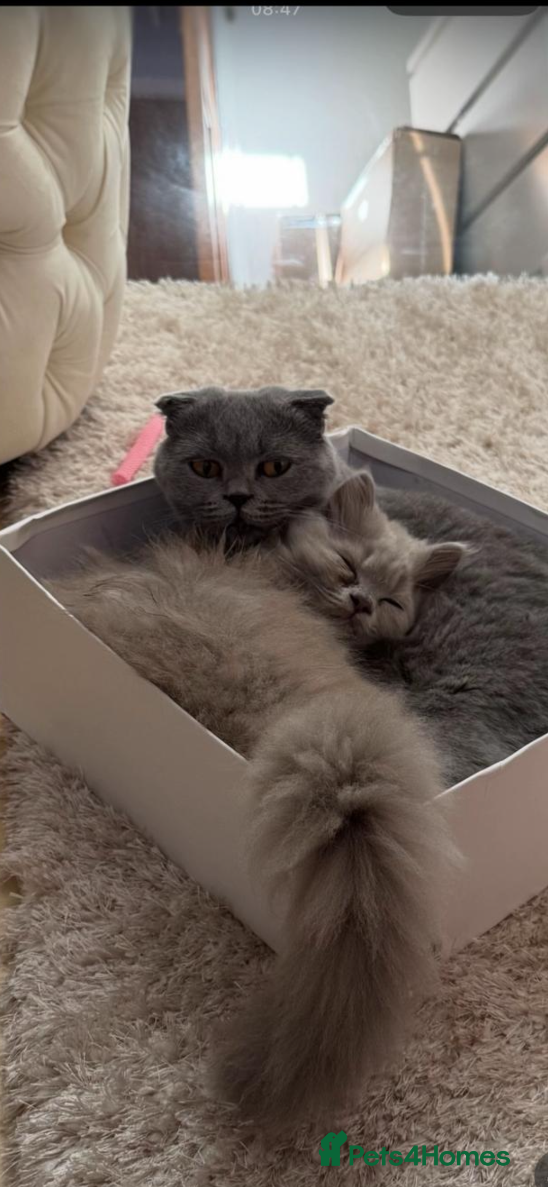 Scottish Fold cats for sale: 🐱TICA Scottish fold & Scottish straight kittens  - Image 8