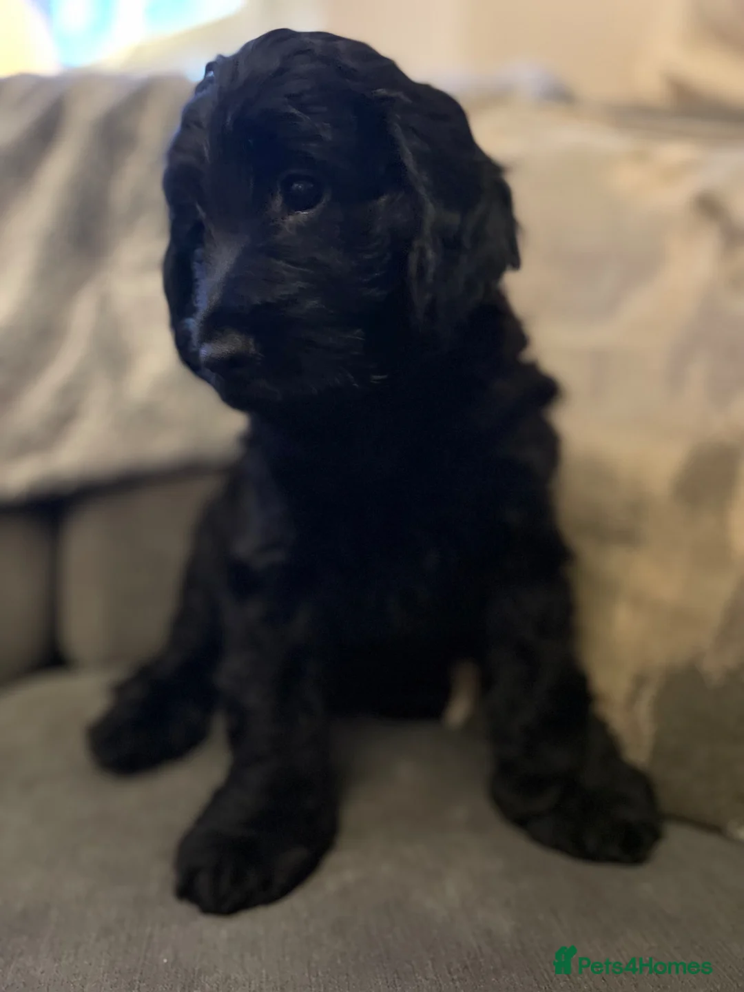 Mixed Breed dogs for sale: Beautiful litter of Cockadoodlepoos  - Advert 1