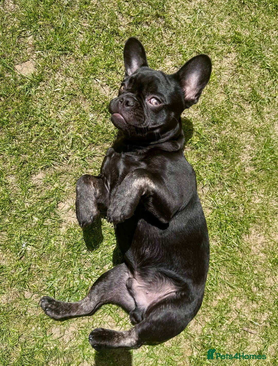 French Bulldog dogs for sale: French bulldog  - Image 3