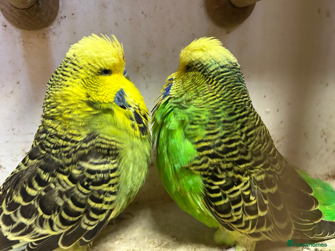 Budgerigars birds for sale: Budgies for Sale, all in good health  - Advert 15