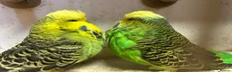 Budgerigars birds for sale: Budgies for Sale, all in good health  - Advert 11