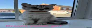 British Shorthair Kitten 6