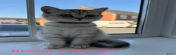 British Shorthair cats for sale: Tabby British Shorthair  - Advert 7