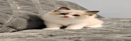 Ragdoll cats for sale: Stunning Ragdoll kittens 😸  - Advert 16
