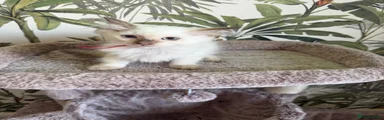 Ragdoll 5