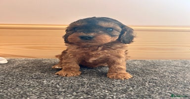Cockapoo dogs - Advert 14
