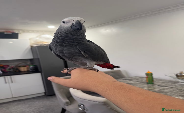 Parrots birds Hand reared African grey parrot female - Advert 3