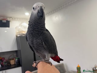 Parrots birds for sale: Hand reared African grey parrot female - Advert 1