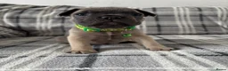 French Bulldog dogs for sale: French bulldog pups from health tested parents  - Advert 11